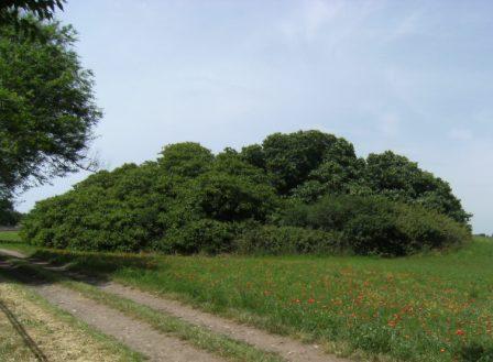I fichi di Ostia Antica